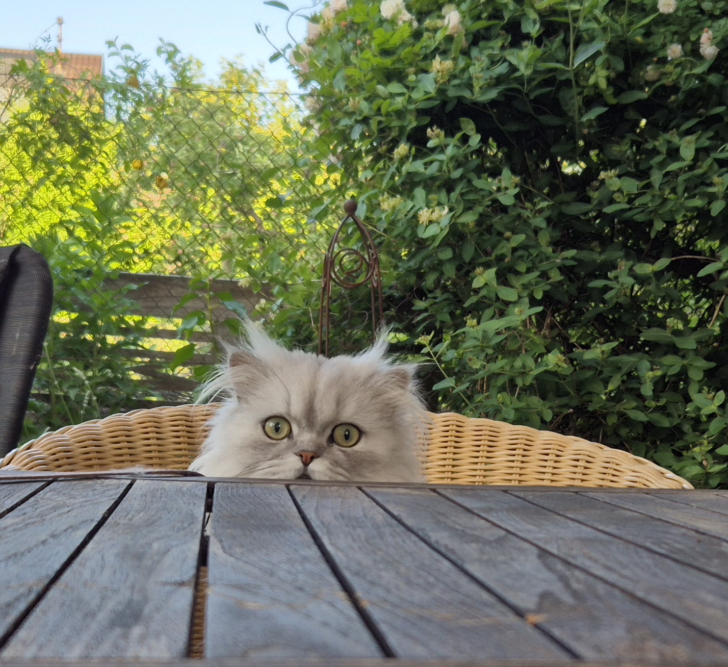 Charly schaut über den Gartentisch